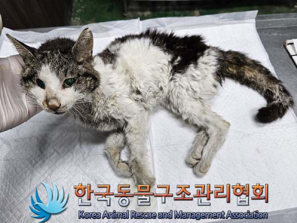 공고 번호가 서울-서대문-2024-00055인 한국 고양이 동물 사진  