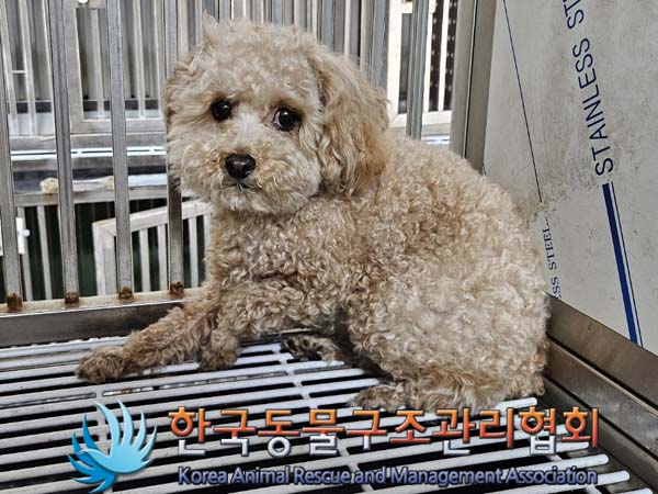 공고 번호가 서울-영등포-2024-00044인 푸들 동물 사진  