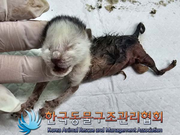공고 번호가 서울-송파-2024-00060인 한국 고양이 동물 사진  
