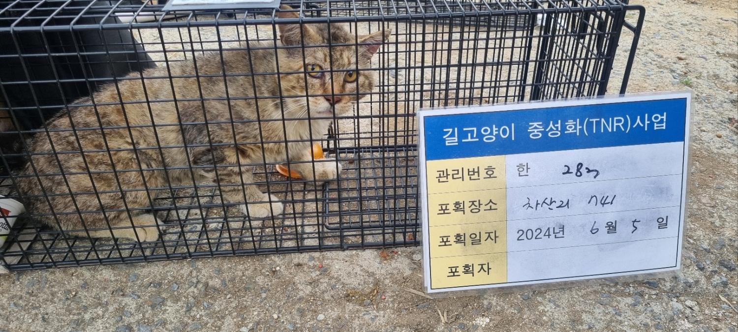 보호중동물사진 공고번호-경기-남양주-2024-01252