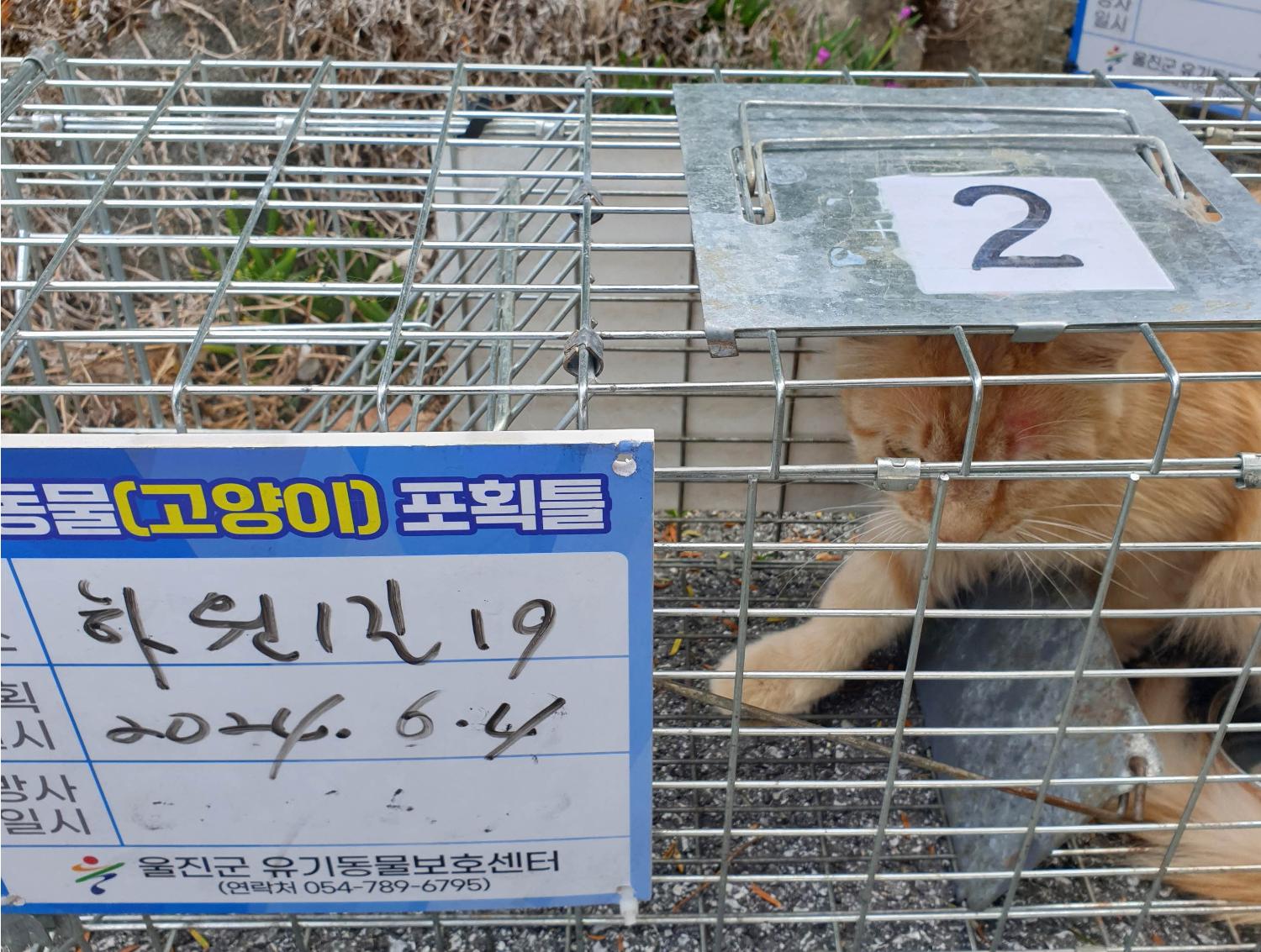 보호중동물사진 공고번호-경북-울진-2024-00099