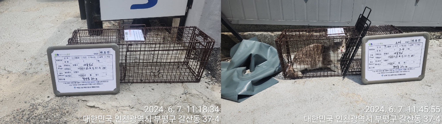 보호중동물사진 공고번호-인천-부평-2024-00265