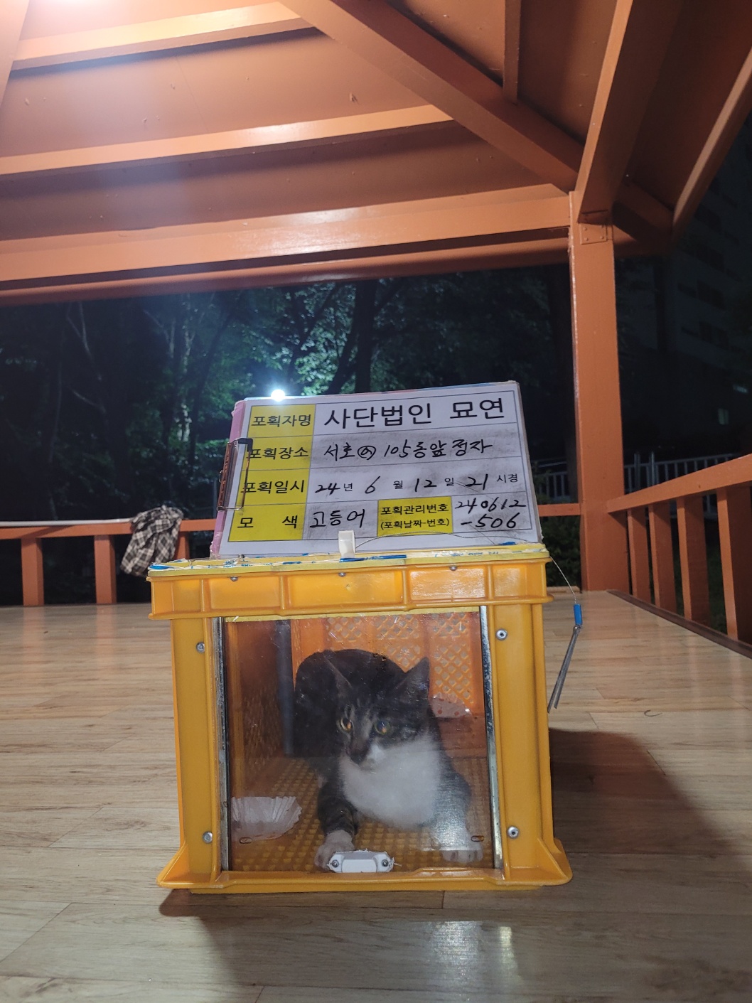 보호중동물사진 공고번호-전북-군산-2024-00505