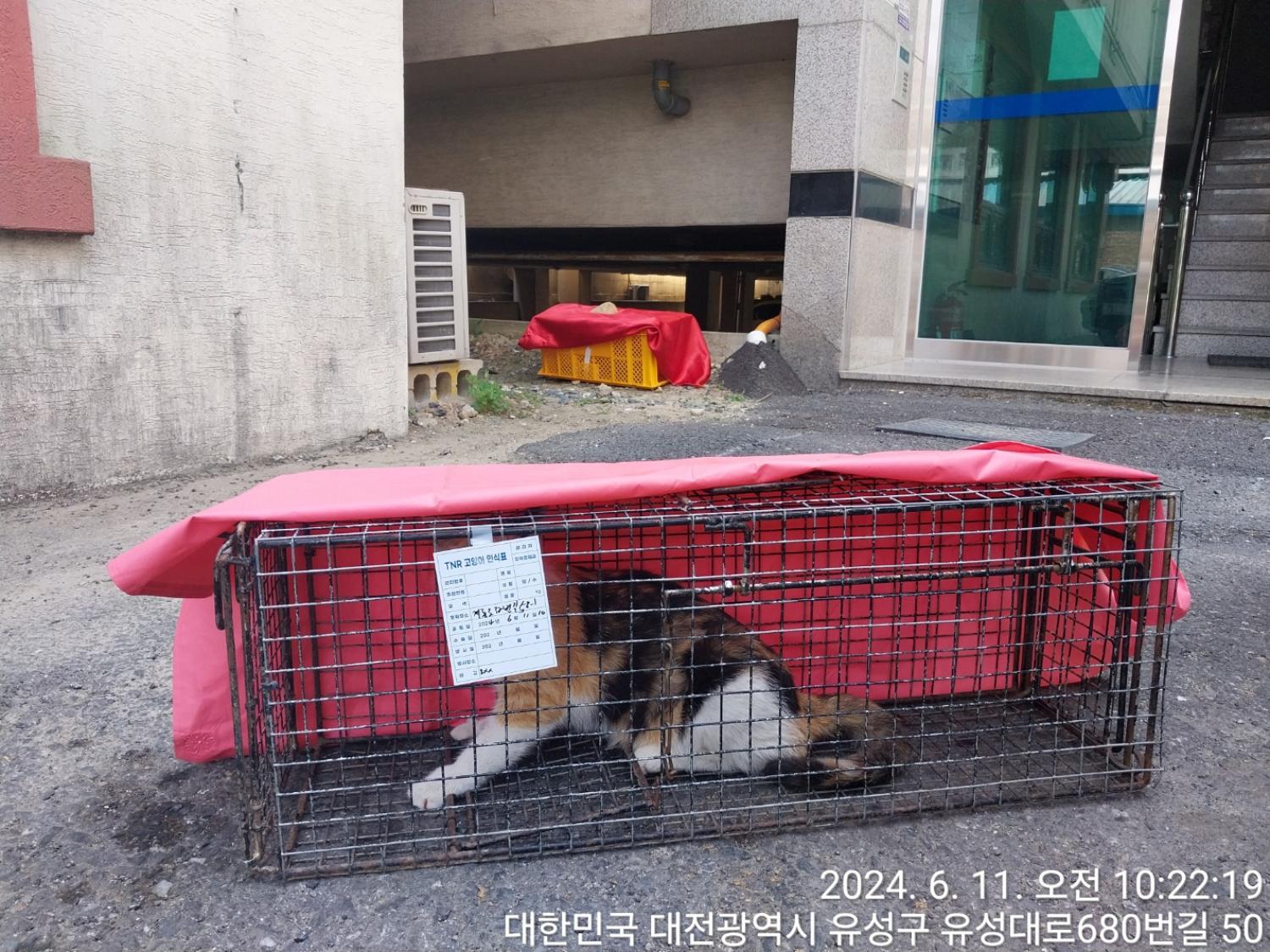 보호중동물사진 공고번호-대전-유성-2024-00243