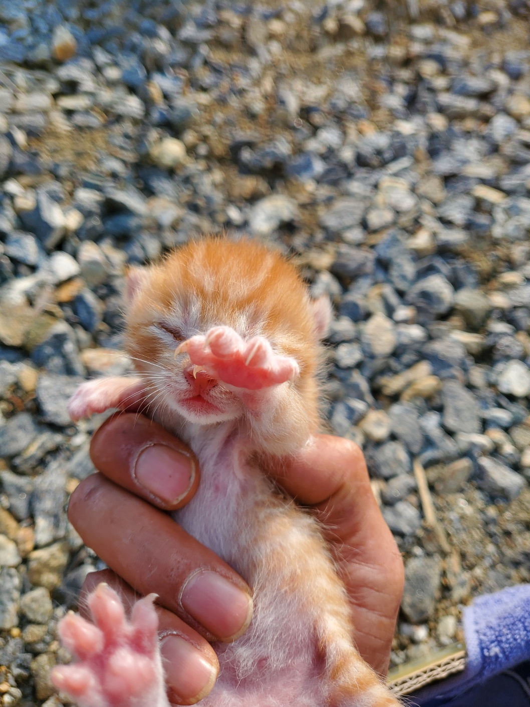 공고 번호가 경기-평택-2024-01597인 한국 고양이 동물 사진