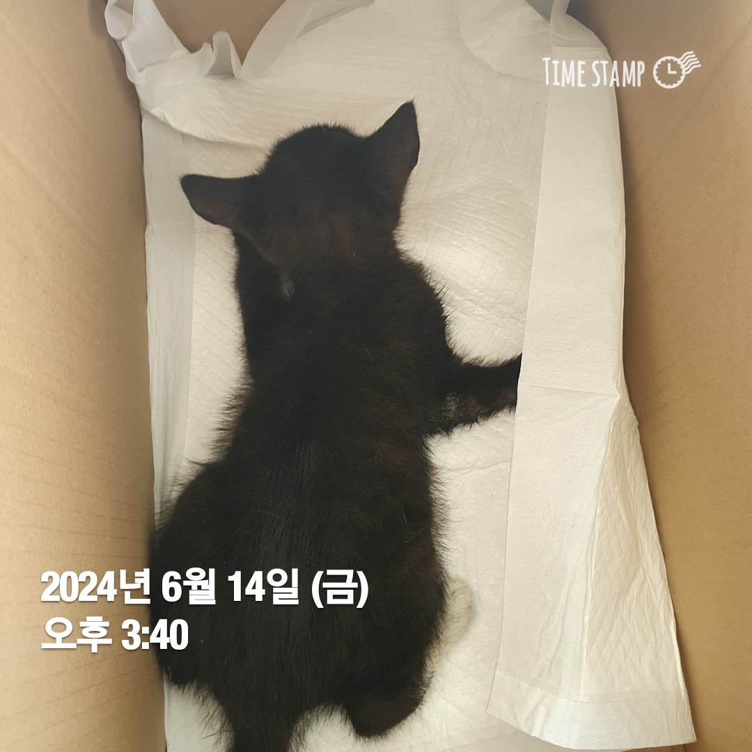 공고 번호가 울산-동구-2024-00087인 한국 고양이 동물 사진