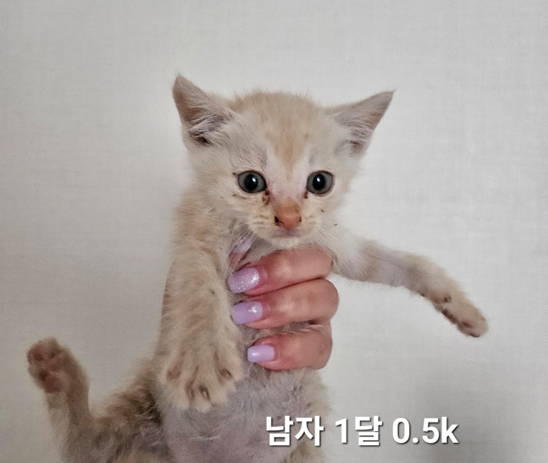 공고 번호가 충북-옥천-2024-00257인 한국 고양이 동물 사진