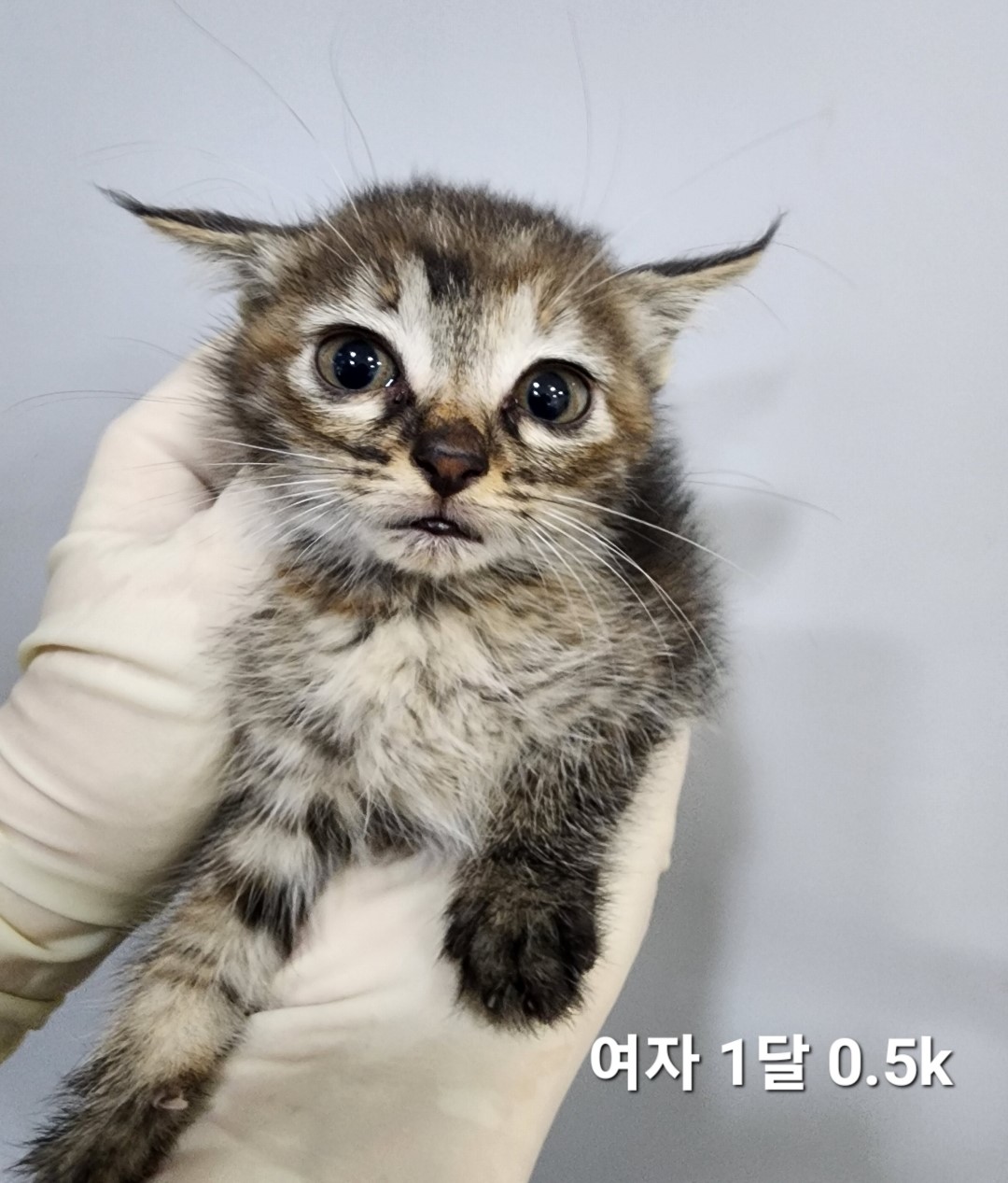 공고 번호가 충북-옥천-2024-00259인 한국 고양이 동물 사진