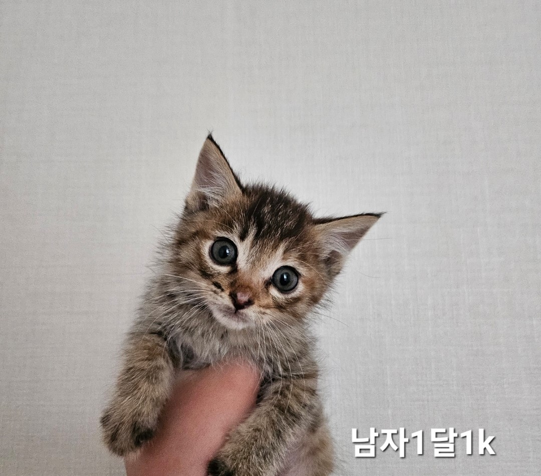 공고 번호가 충북-옥천-2024-00256인 한국 고양이 동물 사진
