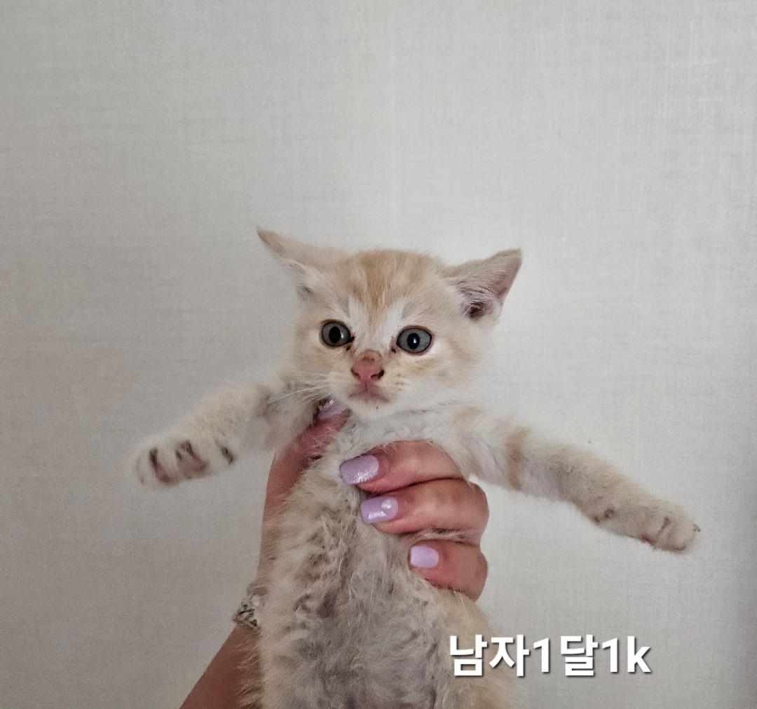 공고 번호가 충북-옥천-2024-00255인 한국 고양이 동물 사진
