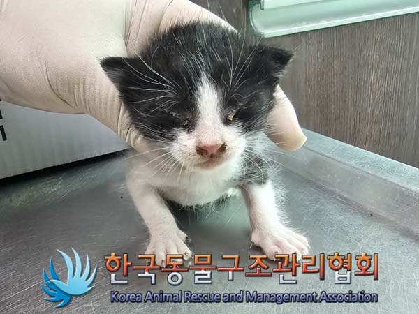 공고 번호가 경기-포천-2024-00484인 한국 고양이 동물 사진