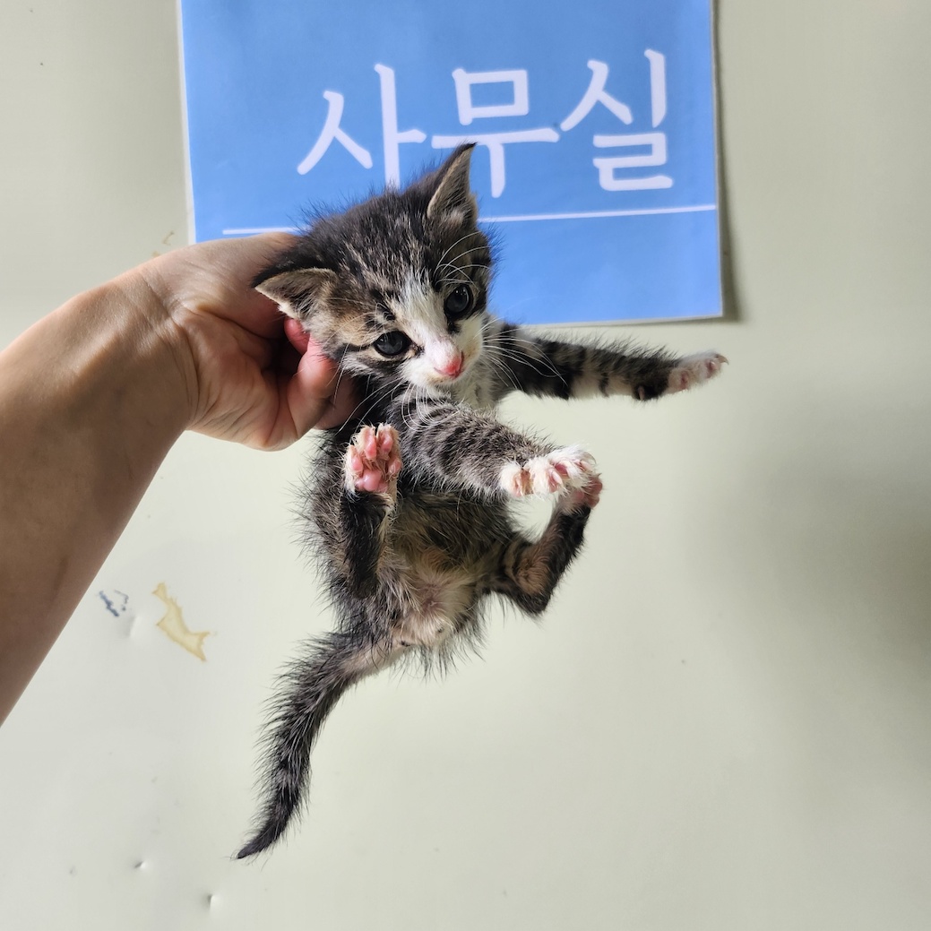 공고 번호가 부산-영도-2024-00068인 한국 고양이 동물 사진
