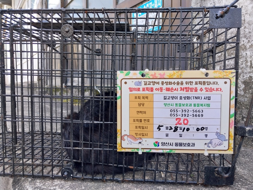 보호중동물사진 공고번호-경남-양산-2024-00241