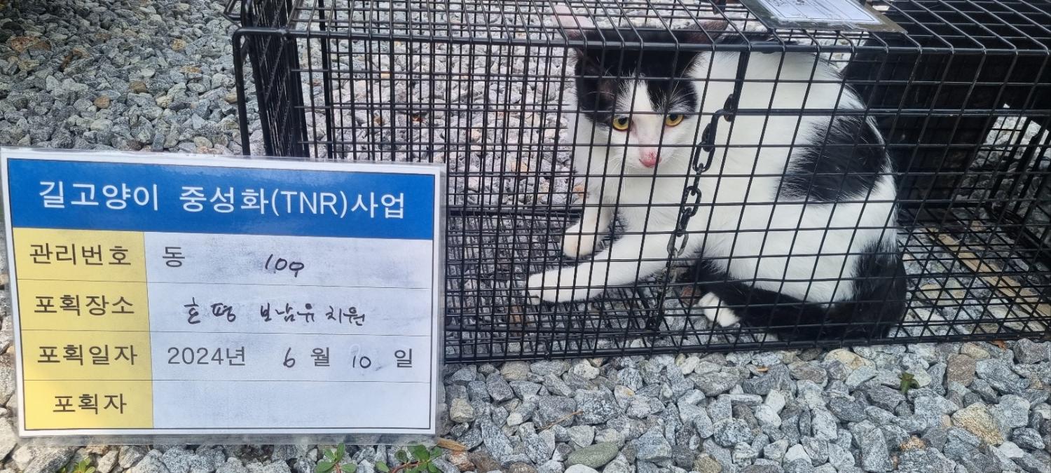 보호중동물사진 공고번호-경기-남양주-2024-01273