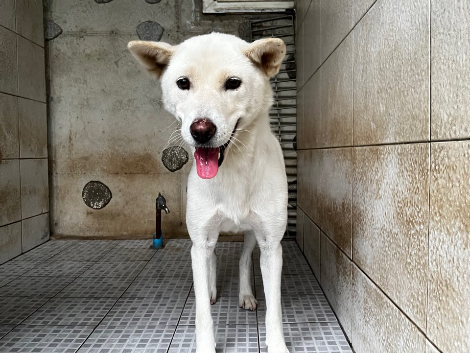 공고 번호가 광주-남구-2024-00301인 진도견 동물 사진  