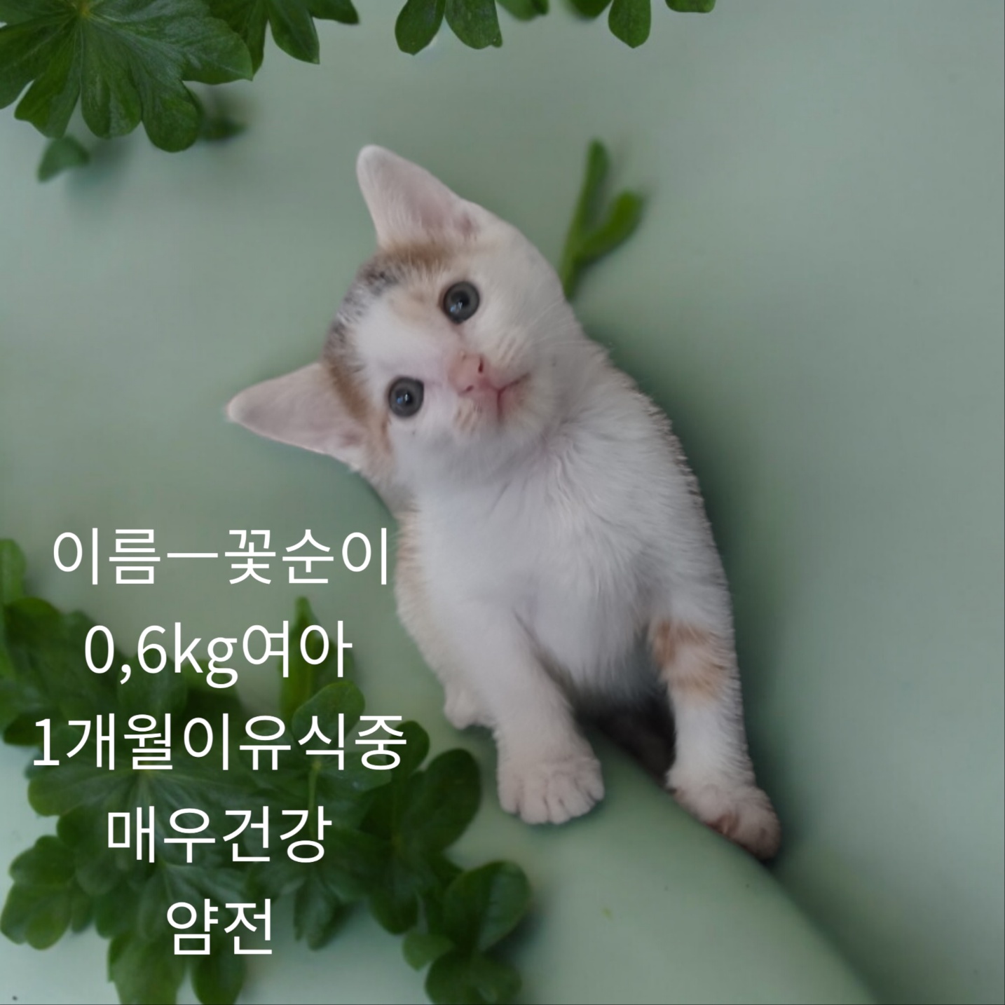 공고 번호가 경북-성주-2024-00251인 한국 고양이 동물 사진