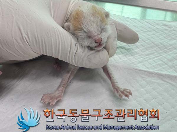 공고 번호가 서울-노원-2024-00082인 한국 고양이 동물 사진  