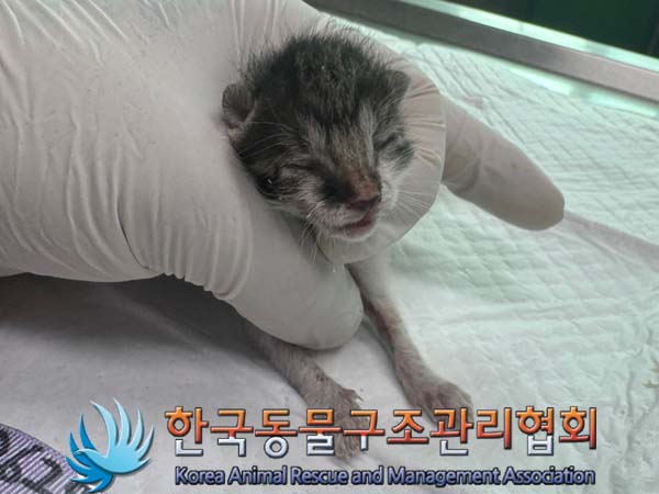 공고 번호가 서울-노원-2024-00083인 한국 고양이 동물 사진  