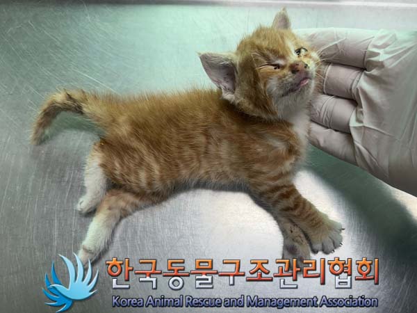 공고 번호가 경기-파주-2024-00645인 한국 고양이 동물 사진  