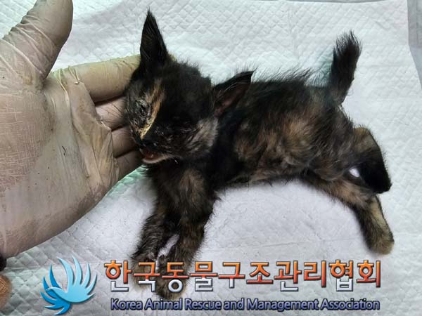 공고 번호가 서울-서초-2024-00048인 한국 고양이 동물 사진  