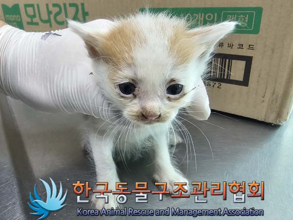 공고 번호가 서울-은평-2024-00105인 한국 고양이 동물 사진  