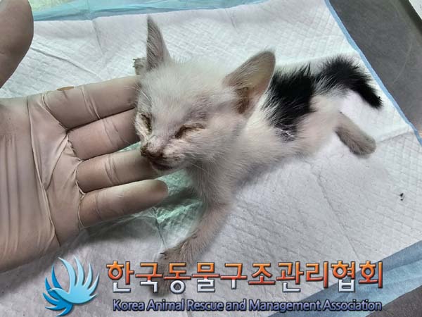 공고 번호가 경기-포천-2024-00508인 한국 고양이 동물 사진  