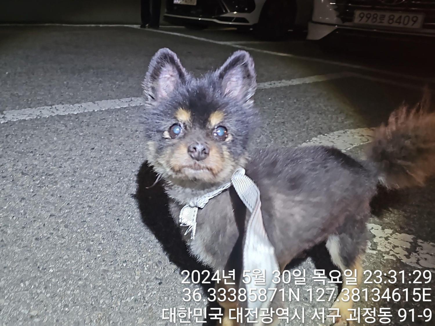 공고 번호가 대전-서구-2024-00161인 포메라니안 동물 사진  