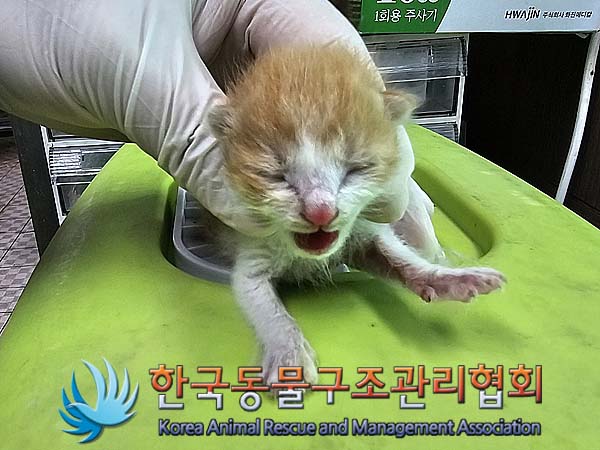공고 번호가 서울-송파-2024-00055인 한국 고양이 동물 사진  