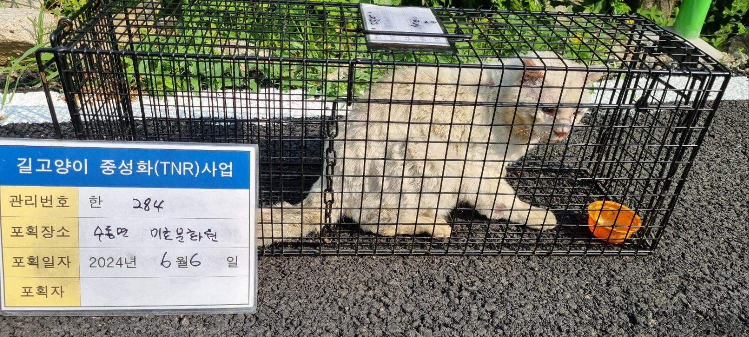 보호중동물사진 공고번호-경기-남양주-2024-01256