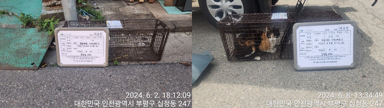 보호중동물사진 공고번호-인천-부평-2024-00280