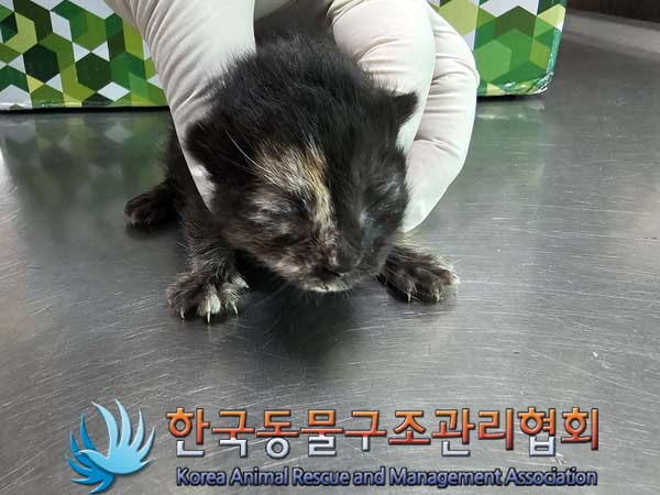 공고 번호가 서울-금천-2024-00054인 한국 고양이 동물 사진  