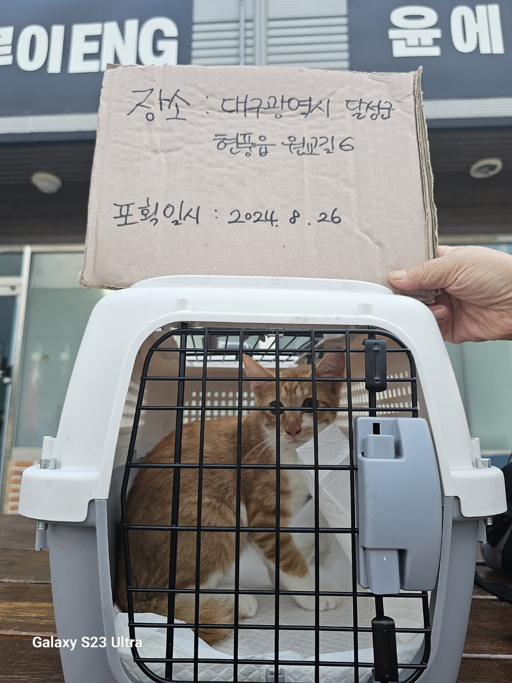 보호중동물사진 공고번호-대구-달성-2024-00426