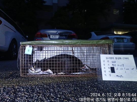 보호중동물사진 공고번호-경기-광명-2024-00361