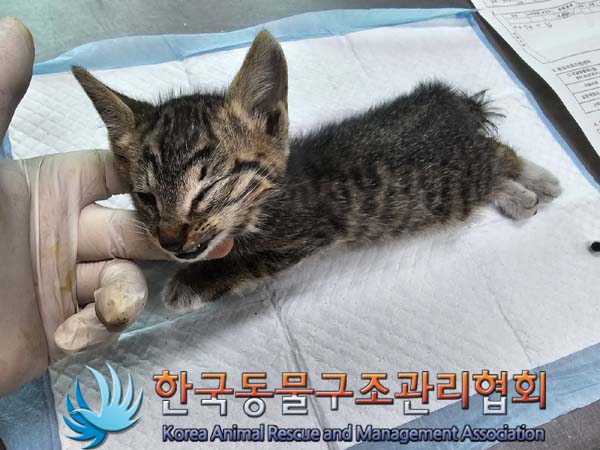공고 번호가 서울-구로-2024-00081인 한국 고양이 동물 사진  
