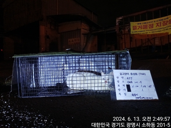 보호중동물사진 공고번호-경기-광명-2024-00363