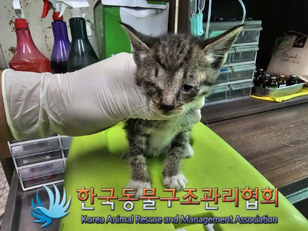 공고 번호가 경기-양주-2024-00310인 한국 고양이 동물 사진