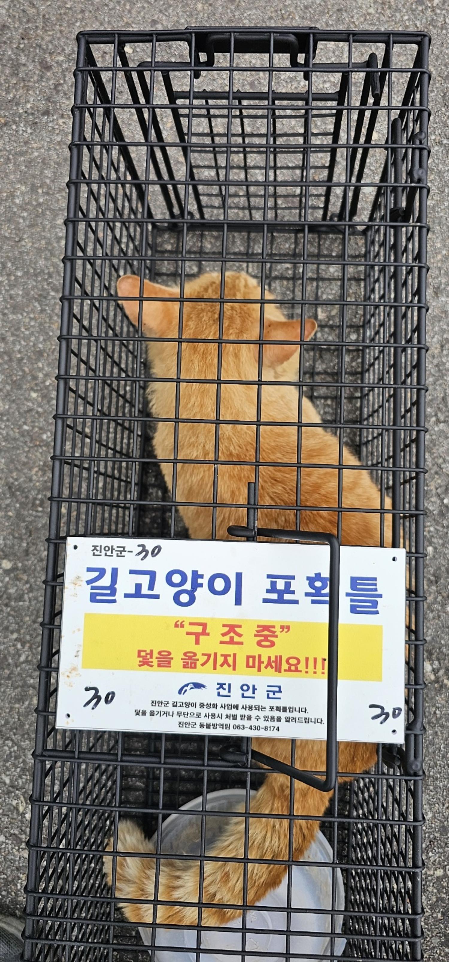 보호중동물사진 공고번호-전북-진안-2024-00307