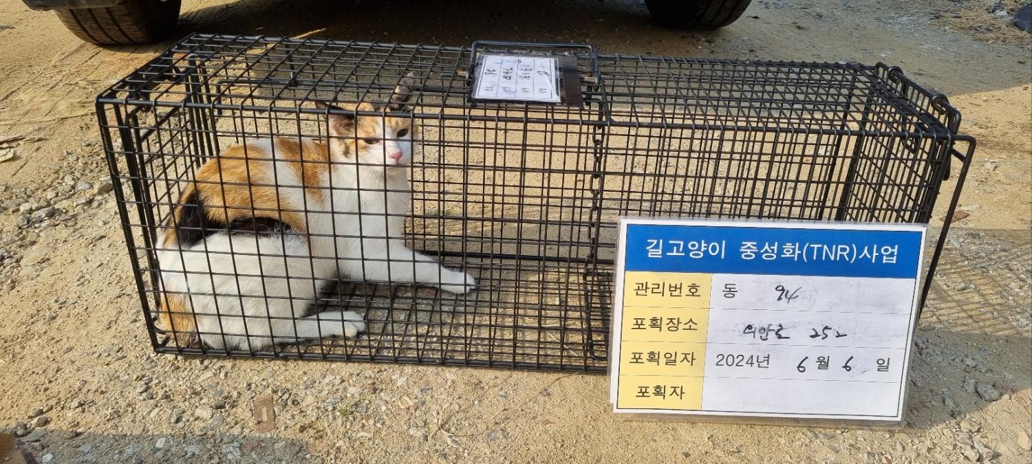 보호중동물사진 공고번호-경기-남양주-2024-01260