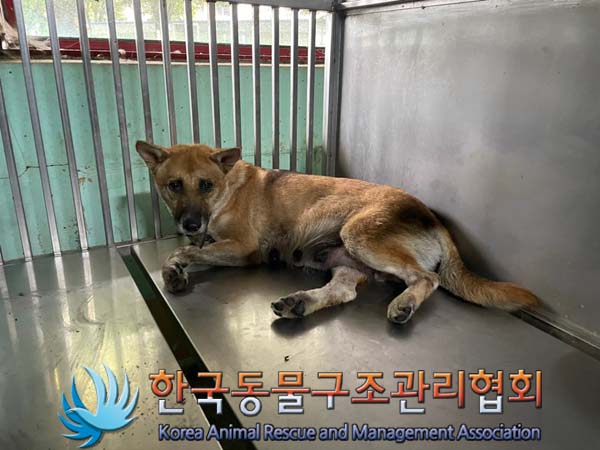 공고 번호가 경기-파주-2024-00884인 믹스견 동물 사진