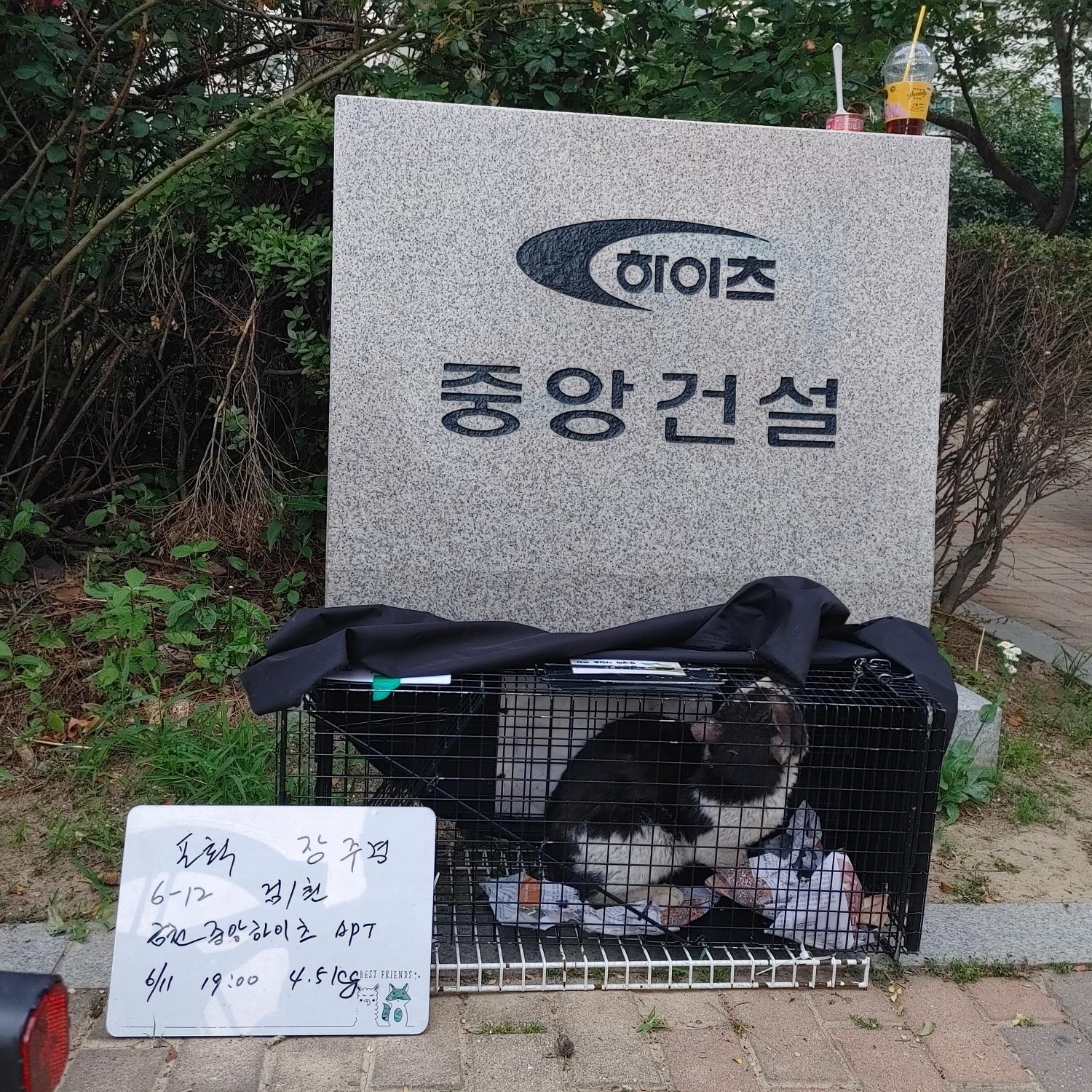 보호중동물사진 공고번호-서울-금천-2024-00118