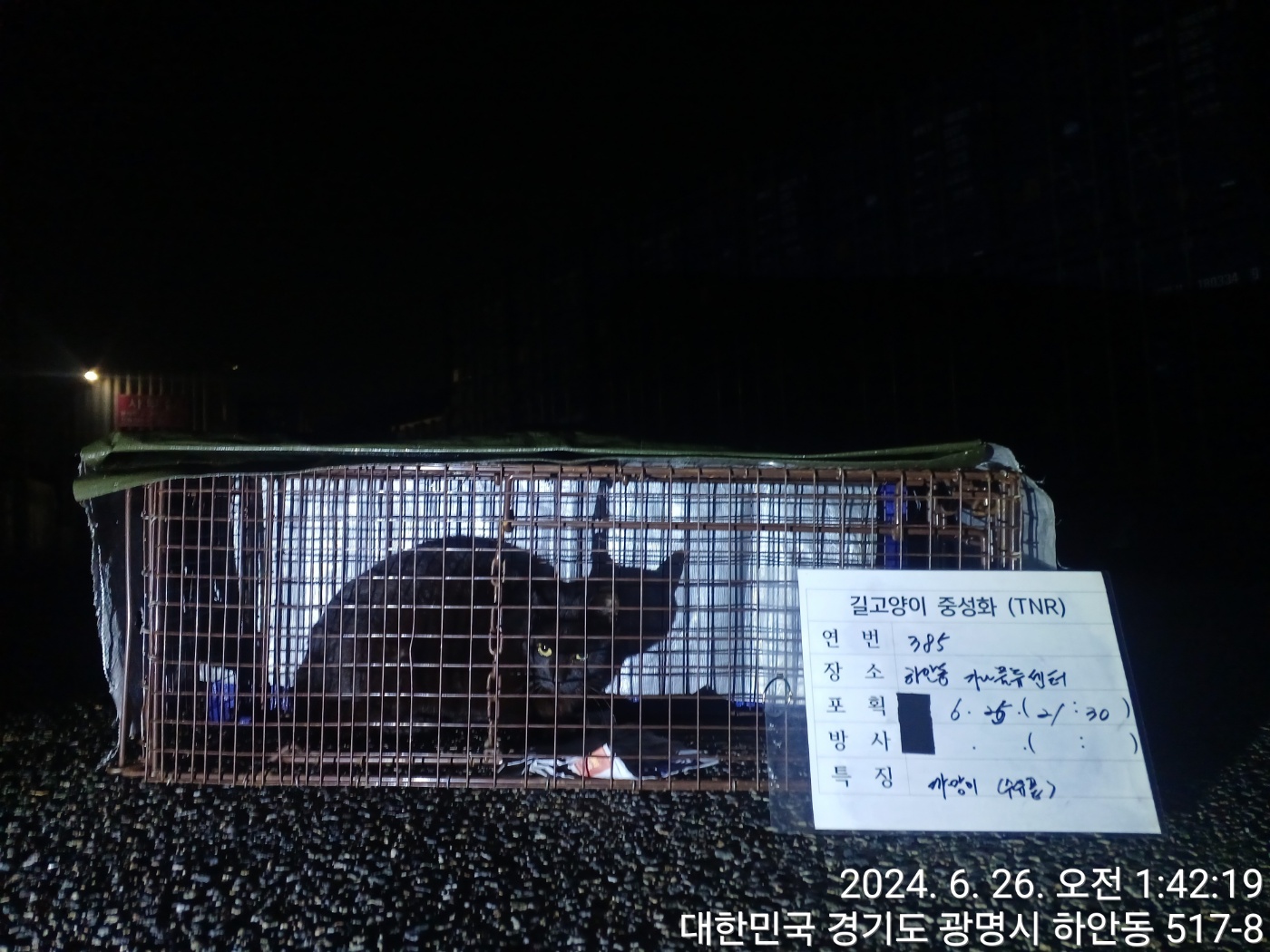 보호중동물사진 공고번호-경기-광명-2024-00385