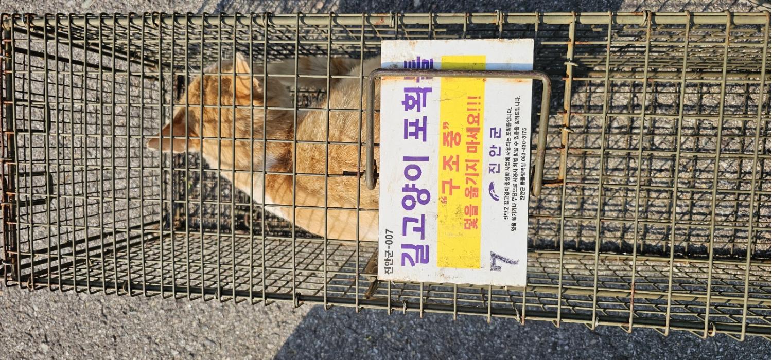 보호중동물사진 공고번호-전북-진안-2024-00324