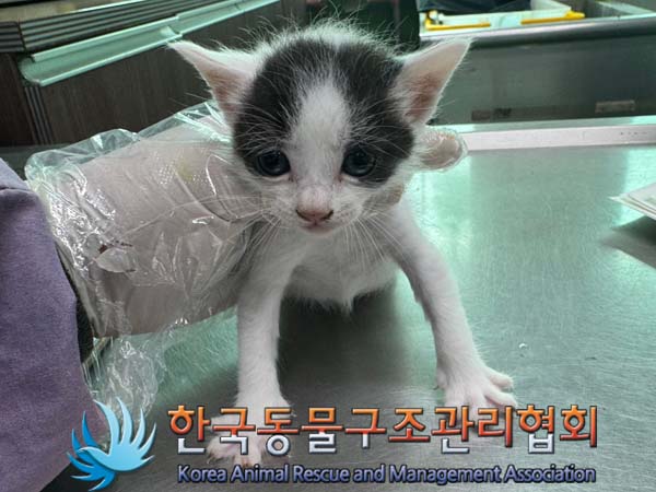 공고 번호가 경기-포천-2024-00553인 한국 고양이 동물 사진