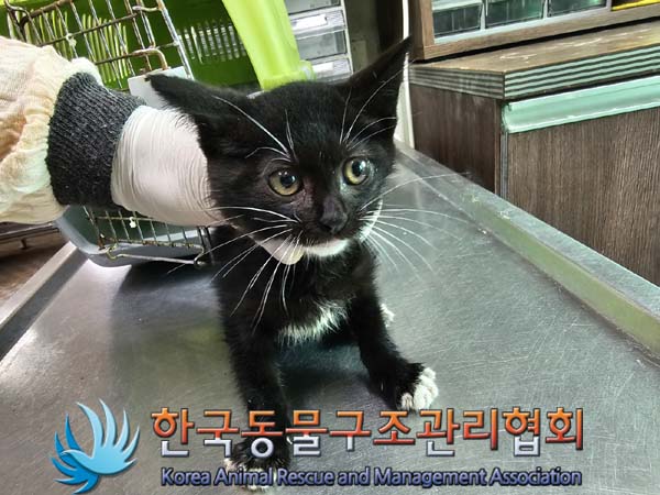 공고 번호가 서울-성북-2024-00096인 한국 고양이 동물 사진