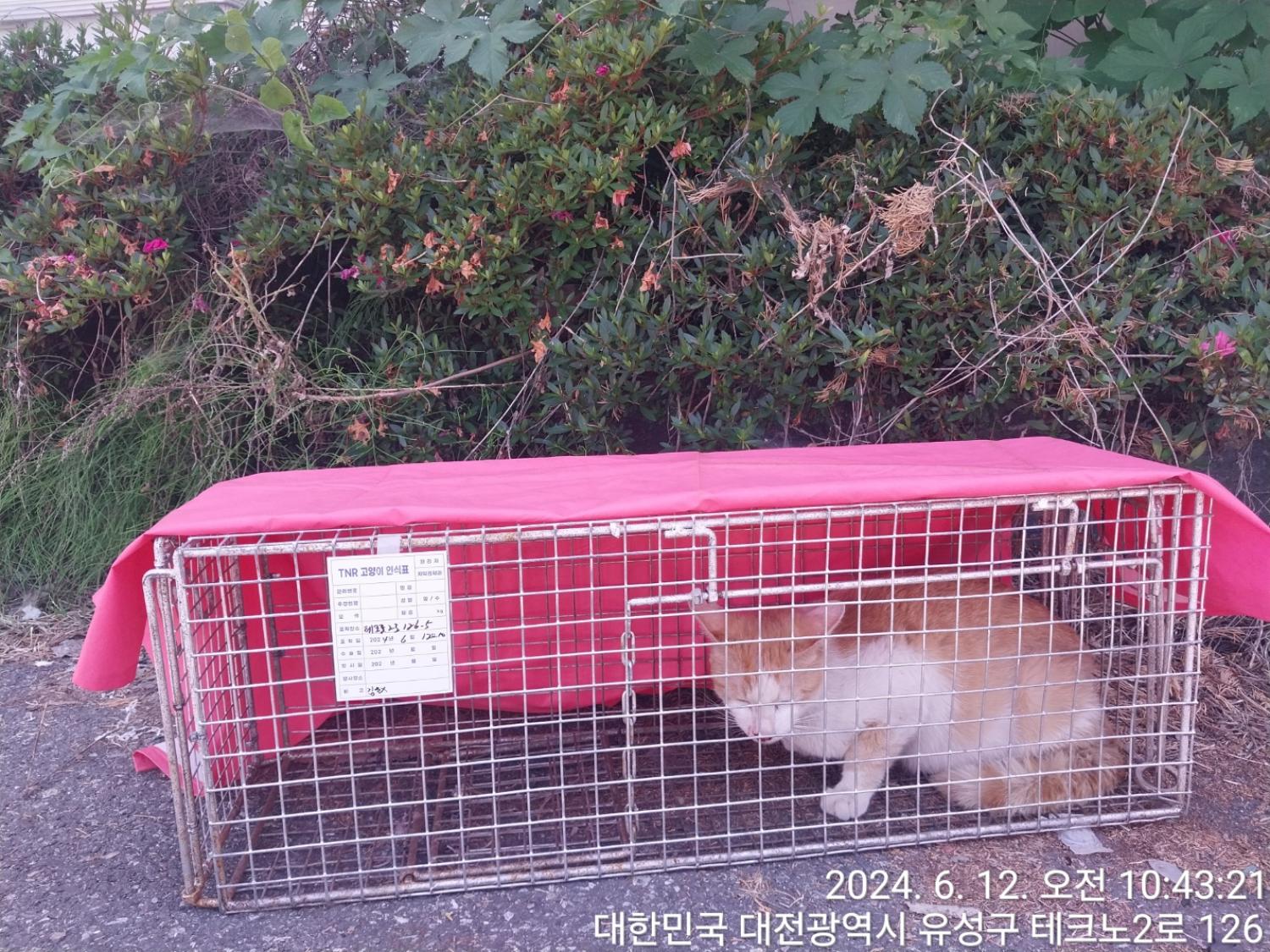 보호중동물사진 공고번호-대전-유성-2024-00246