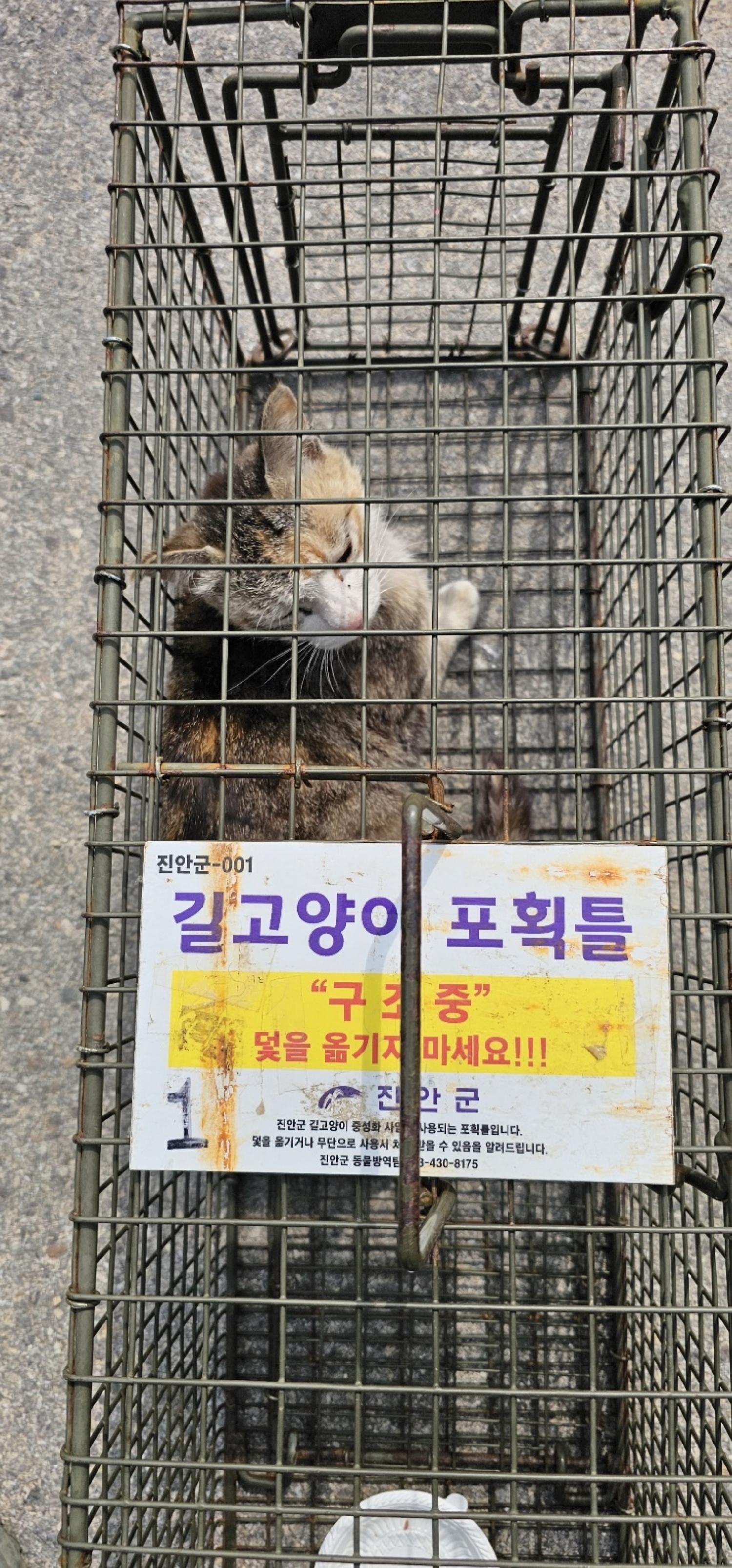 보호중동물사진 공고번호-전북-진안-2024-00319