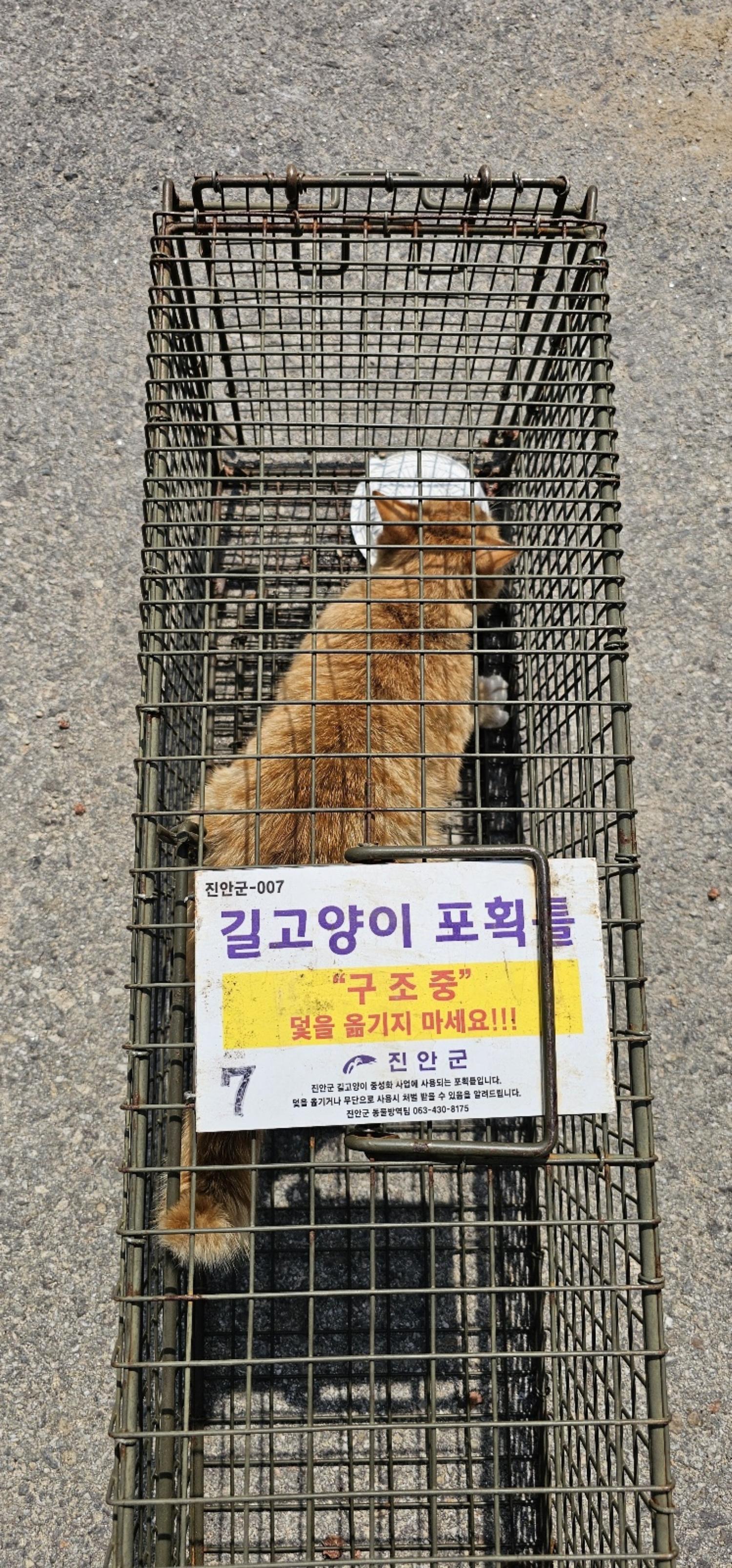 보호중동물사진 공고번호-전북-진안-2024-00312