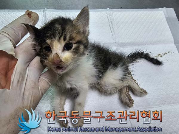 공고 번호가 경기-연천-2024-00251인 한국 고양이 동물 사진  