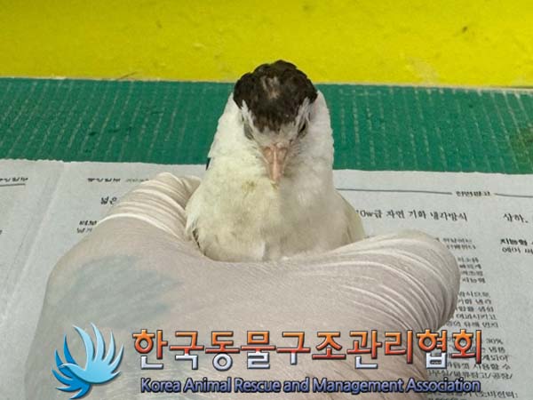 공고 번호가 서울-은평-2024-00127인 기타축종 동물 사진