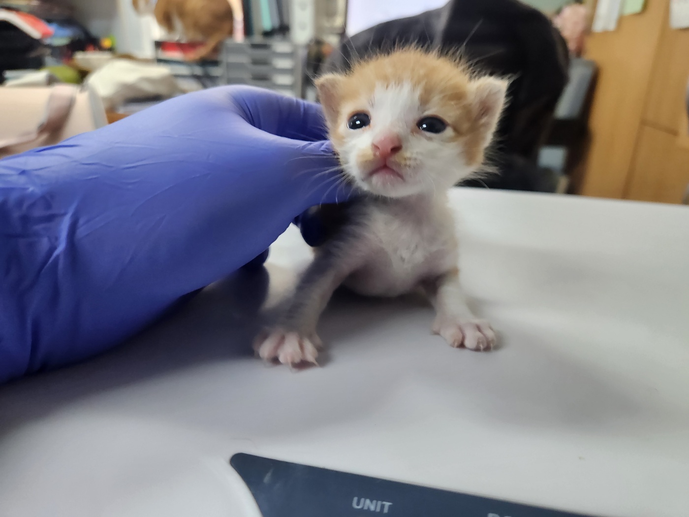 공고 번호가 광주-광산-2024-00638인 한국 고양이 동물 사진